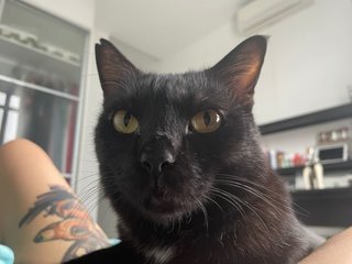 Patrick - Domestic Short Hair Cat