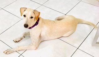 Josie is an elegant white female with an extremely chill temperament