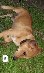 Aeio - Mixed Breed Dog