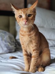 Carrot - Domestic Short Hair Cat