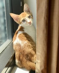 Cori &amp; Juni - Domestic Short Hair Cat