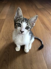 Cori &amp; Juni - Domestic Short Hair Cat