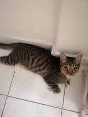 Leon - Domestic Short Hair Cat