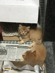 Copper And Ginger  - Domestic Medium Hair + Persian Cat