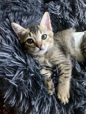 Dory - Domestic Short Hair + Tabby Cat