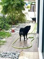 Robert - Golden Retriever + Black Labrador Retriever Dog
