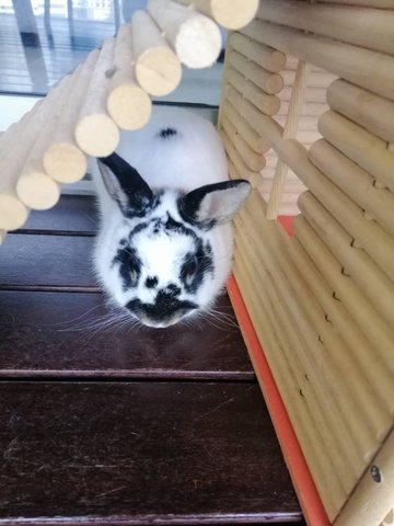 Pepper - Dwarf Rabbit