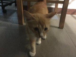 Ginger - Domestic Medium Hair Cat