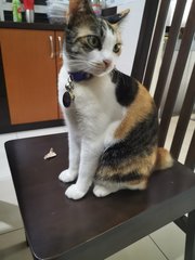 Kili - Domestic Short Hair Cat