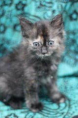 Milkshake - Domestic Medium Hair + Tortoiseshell Cat