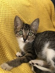 Pistachio - Domestic Short Hair Cat