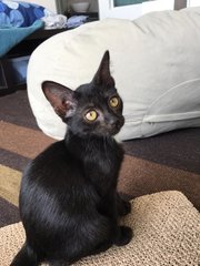 Sootica - Domestic Short Hair Cat