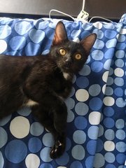 Sootica - Domestic Short Hair Cat