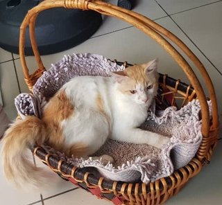 I can stay in the basket while you are doing work, i would not disturb you.