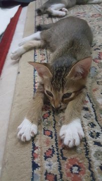 Kittens &amp; Mama Cat - Domestic Short Hair Cat