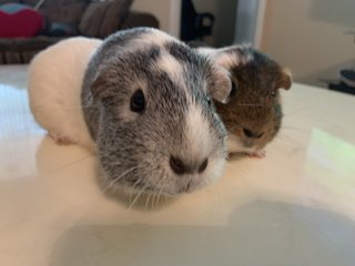 Rice &amp; Bean - Guinea Pig Small & Furry