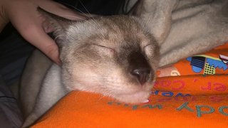 Mocha  - Siamese Cat