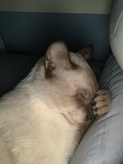 Mocha  - Siamese Cat
