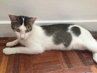 Cinnabon (Bonbon) - Domestic Short Hair Cat