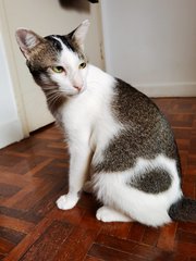 Cinnabon (Bonbon) - Domestic Short Hair Cat