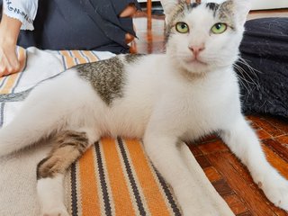 Cinnabon (Bonbon) - Domestic Short Hair Cat