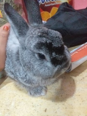 PF98995 - Netherland Dwarf Rabbit