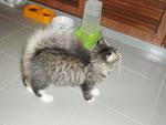 Juliet - Domestic Long Hair Cat