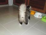 Juliet - Domestic Long Hair Cat