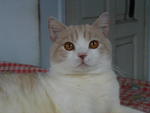 Mymanekineko Joey - British Shorthair Cat