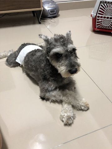 Max - Schnauzer Dog