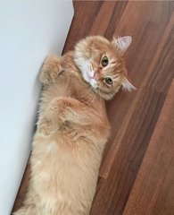 Woodwood - Domestic Medium Hair + Persian Cat