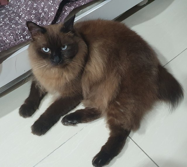 Cherrie - Domestic Long Hair Cat