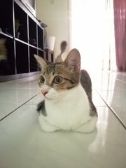 Nala &amp; Pico - Domestic Short Hair Cat