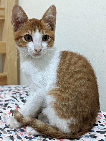 Hickory (Now Sora) - Domestic Short Hair Cat