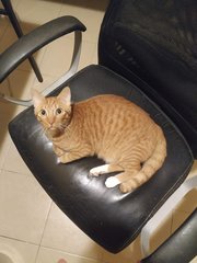 Einstein - Domestic Short Hair Cat