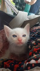 Baby Tom - Domestic Short Hair Cat