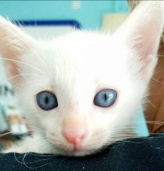 Baby Tom - Domestic Short Hair Cat