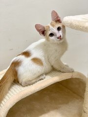 Mango - Domestic Short Hair Cat