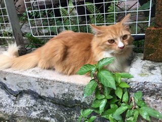 Cheddar - Persian Cat