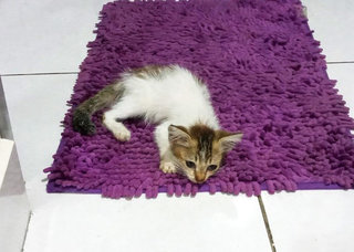 Togo - Domestic Medium Hair Cat
