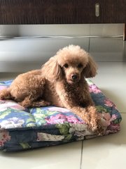 Yoon Na - Poodle Dog