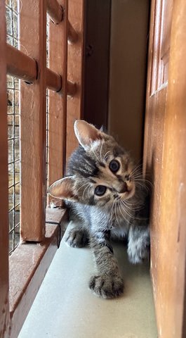 Kittens - 8 Weeks Old - Domestic Short Hair Cat