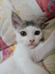 Bw2 - Domestic Short Hair Cat