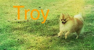 Troy - Pomeranian Dog