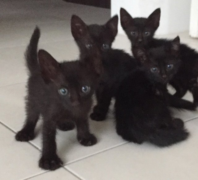 Four Blacks And A Brown Kitty! - Domestic Short Hair Cat