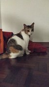 Chonky - Domestic Short Hair Cat