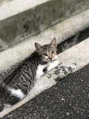6 Loving Kittens For Adoption - Domestic Short Hair Cat