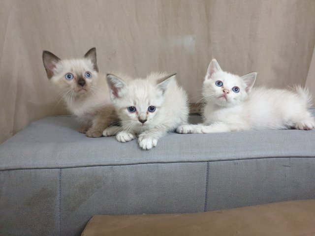 Mama Cat And 4 Babies - Domestic Short Hair + Calico Cat