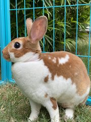 Potts - Mini Rex Rabbit