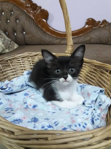 Chloe, The Tuxie Kitten - Tuxedo Cat